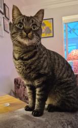 Lost Male Cat last seen Henley road, Berkshire, England RG4