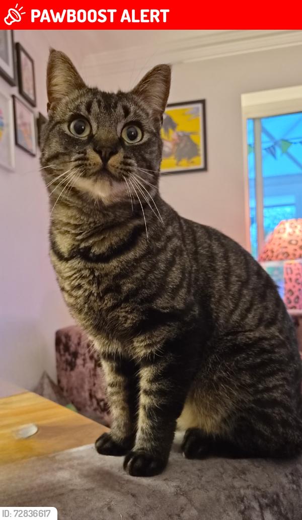 Lost Male Cat last seen Henley road, Berkshire, England RG4