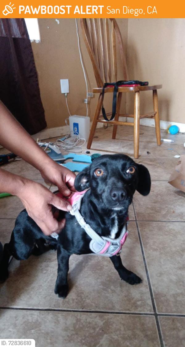 Found/Stray Unknown Dog last seen Near Franklin Ave, San Diego, CA 92113