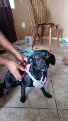 Found/Stray Unknown Dog last seen Near Franklin Ave, San Diego, CA 92113