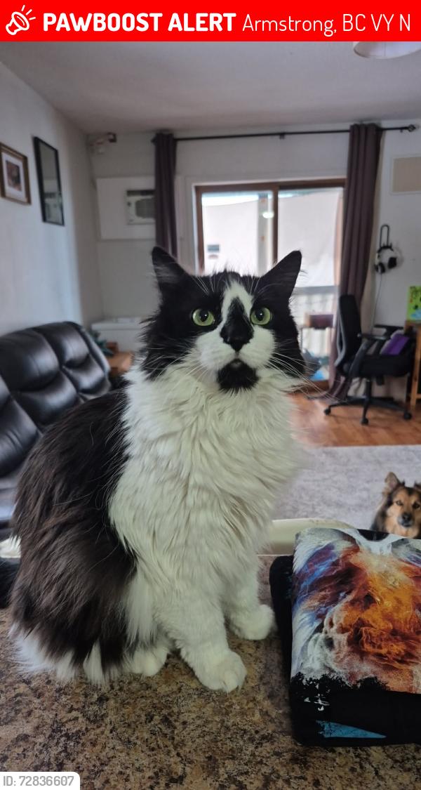 Lost Female Cat last seen Beside spallumcheen Industrial park right beside the highway , Armstrong, BC V4Y 0N1