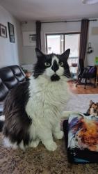 Lost Female Cat last seen Beside spallumcheen Industrial park right beside the highway , Armstrong, BC V4Y 0N1
