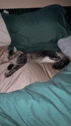 Lost Male Cat last seen Edinburgh way big lake, Big Lake, MN 55309