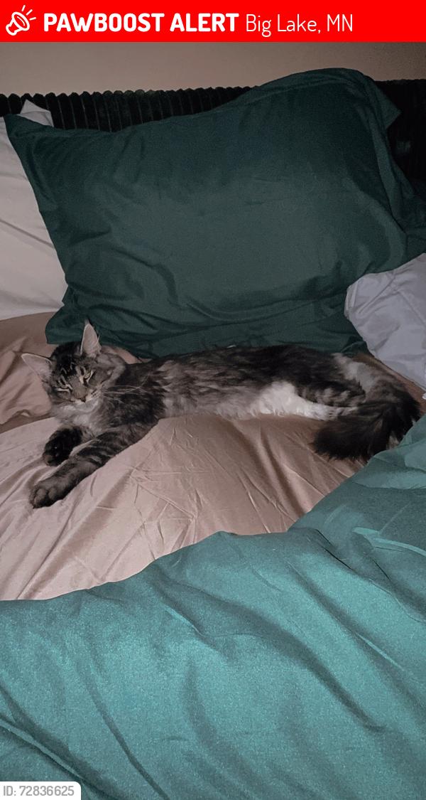 Lost Male Cat last seen Edinburgh way big lake, Big Lake, MN 55309