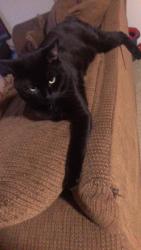Lost Male Cat last seen 116th and Harvard , Cleveland, OH 44105