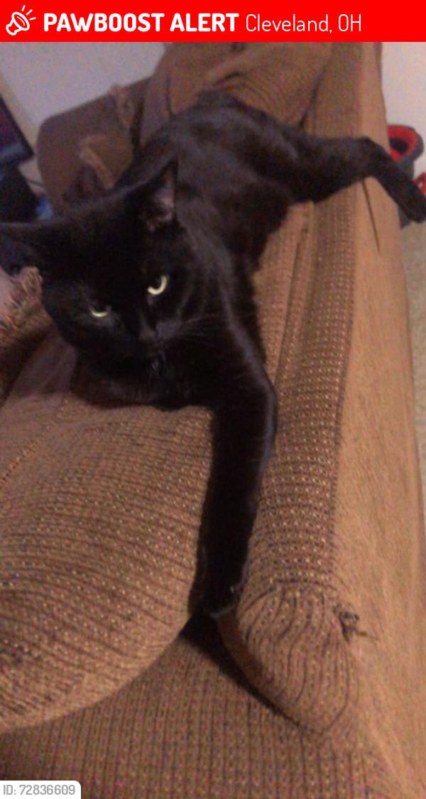 Lost Male Cat last seen 116th and Harvard , Cleveland, OH 44105