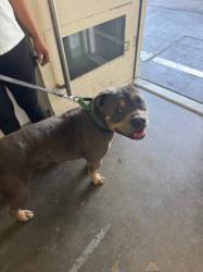 Shelter Stray Male Dog last seen , Los Angeles, CA 90047