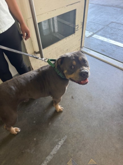 Shelter Stray Male Dog last seen , Los Angeles, CA 90047