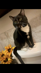 Lost Male Cat last seen College Hill apmts , Topeka, KS 66604