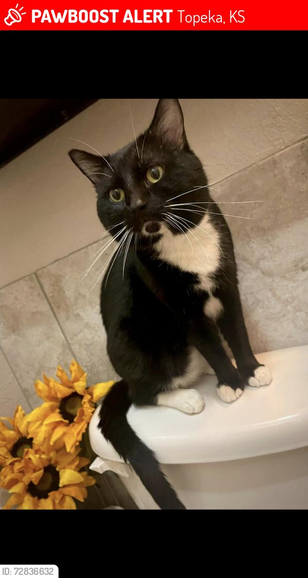 Lost Male Cat last seen College Hill apmts , Topeka, KS 66604