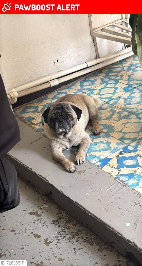 Lost Male Dog last seen Av Pantitlán y avenida sur 1 se fue hacia tepozanes , Ciudad Nezahualcóyotl, Méx. 