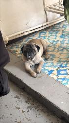 Lost Male Dog last seen Av Pantitlán y avenida sur 1 se fue hacia tepozanes , Ciudad Nezahualcóyotl, Méx. 