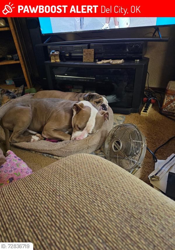 Lost Male Dog last seen 15th and Sunnylane , Del City, OK 73115