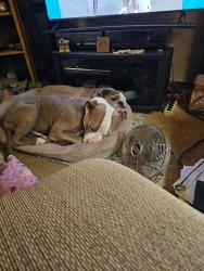 Lost Male Dog last seen 15th and Sunnylane , Del City, OK 73115