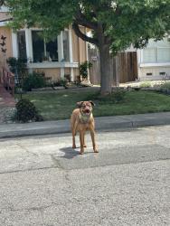 Found/Stray Unknown Dog last seen Dawn way & E Atlantic Ave, Fairfield, CA 94533