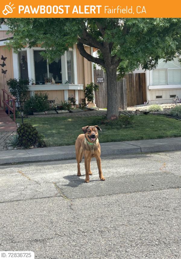 Found/Stray Unknown Dog last seen Dawn way & E Atlantic Ave, Fairfield, CA 94533