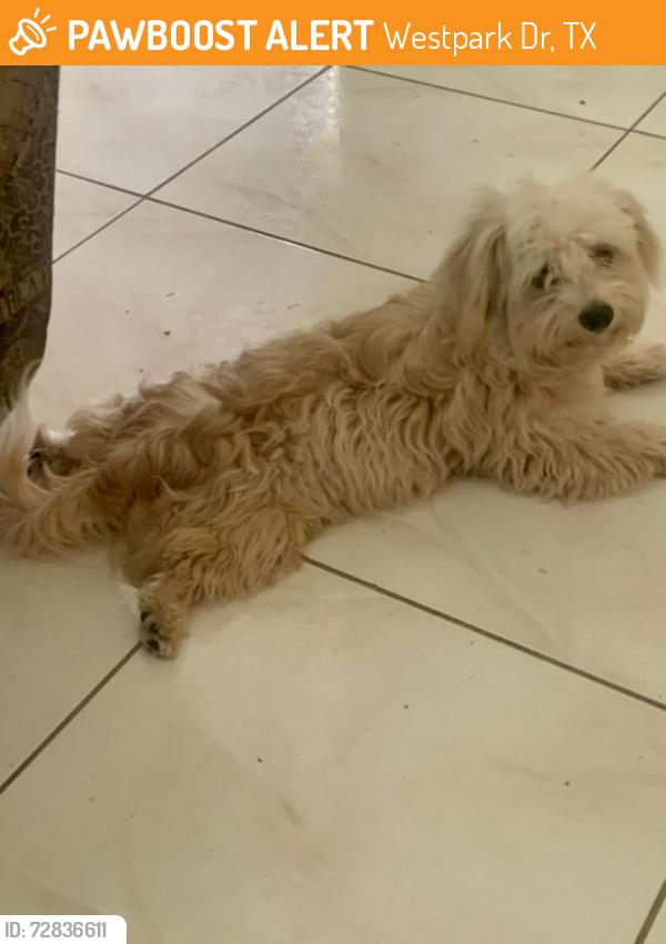 Found/Stray Male Dog last seen Green Crest Dr. & Addicks Clodine Rd 77082, Harris County, TX 77082
