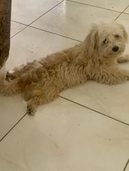 Found/Stray Male Dog last seen Green Crest Dr. & Addicks Clodine Rd 77082, Harris County, TX 77082