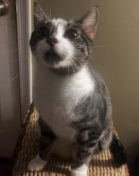 Lost Female Cat last seen Federal hill prep academy , Baltimore, MD 21230