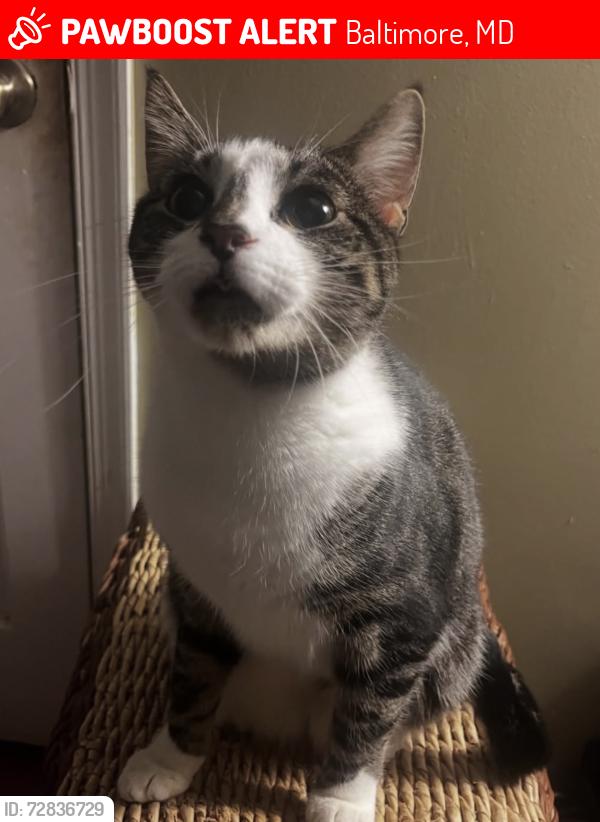 Lost Female Cat last seen Federal hill prep academy , Baltimore, MD 21230