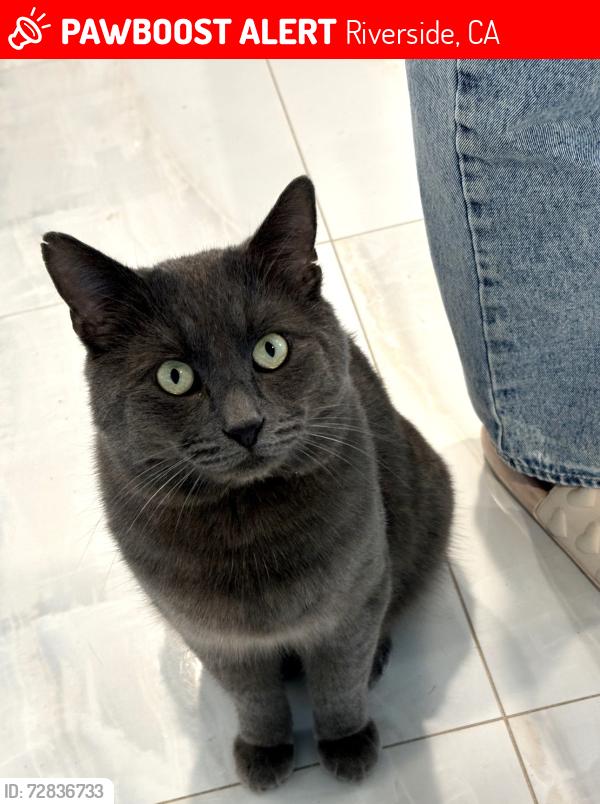 Lost Male Cat last seen Golden star Ave , Riverside, CA 92506