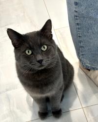 Lost Male Cat last seen Golden star Ave , Riverside, CA 92506