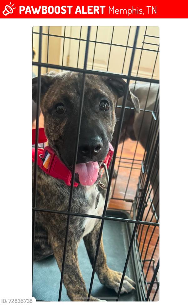 Lost Female Dog last seen Ashley ridge , Memphis, TN 38125