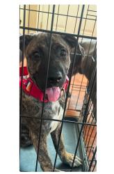 Lost Female Dog last seen Ashley ridge , Memphis, TN 38125