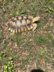 Found/Stray Unknown Reptile last seen Near Bertram Ln SW Marietta GA 30008, Marietta, GA 30008