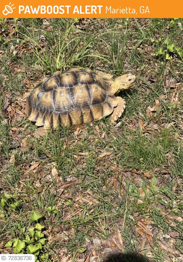 Found/Stray Unknown Reptile last seen Near Bertram Ln SW Marietta GA 30008, Marietta, GA 30008