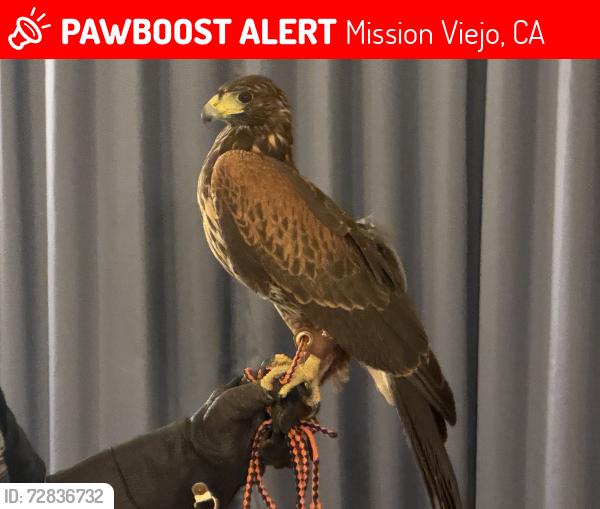 Lost Female Bird last seen Alicia Parkway & Olympiad, Mission Viejo, CA 92692