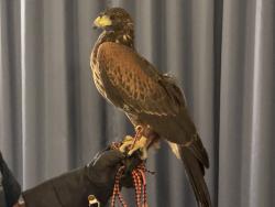 Lost Female Bird last seen Alicia Parkway & Olympiad, Mission Viejo, CA 92692
