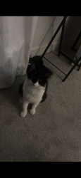 Lost Female Cat last seen Kennedy ave , Alexander ave , 165th, Hammond, IN 46323