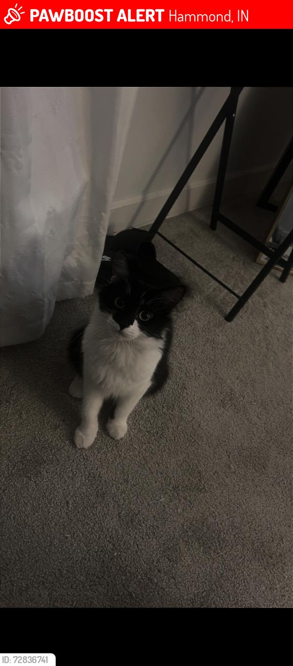Lost Female Cat last seen Kennedy ave , Alexander ave , 165th, Hammond, IN 46323