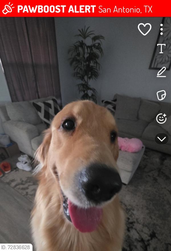 Lost Male Dog last seen Prue rd, San Antonio, TX 78249