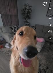 Lost Male Dog last seen Prue rd, San Antonio, TX 78249