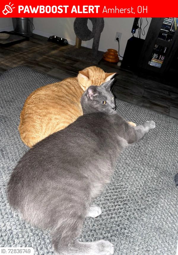 Lost Male Cat last seen Cleveland Ave, Amherst, OH 44001