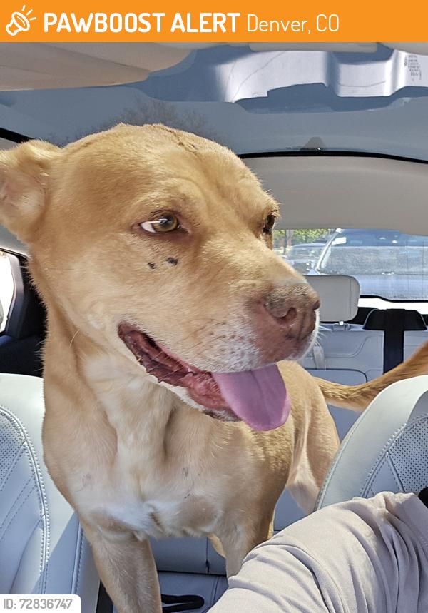 Found/Stray Female Dog last seen Fairmount Cemetery, back corner near Fairmonunt Dr. and Alameda, Denver, CO 80230