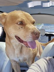Found/Stray Female Dog last seen Fairmount Cemetery, back corner near Fairmonunt Dr. and Alameda, Denver, CO 80230