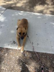 Found/Stray Female Dog last seen Wilson & Citrus , Perris, CA 92571