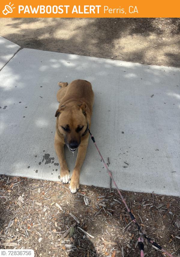 Found/Stray Female Dog last seen Wilson & Citrus , Perris, CA 92571