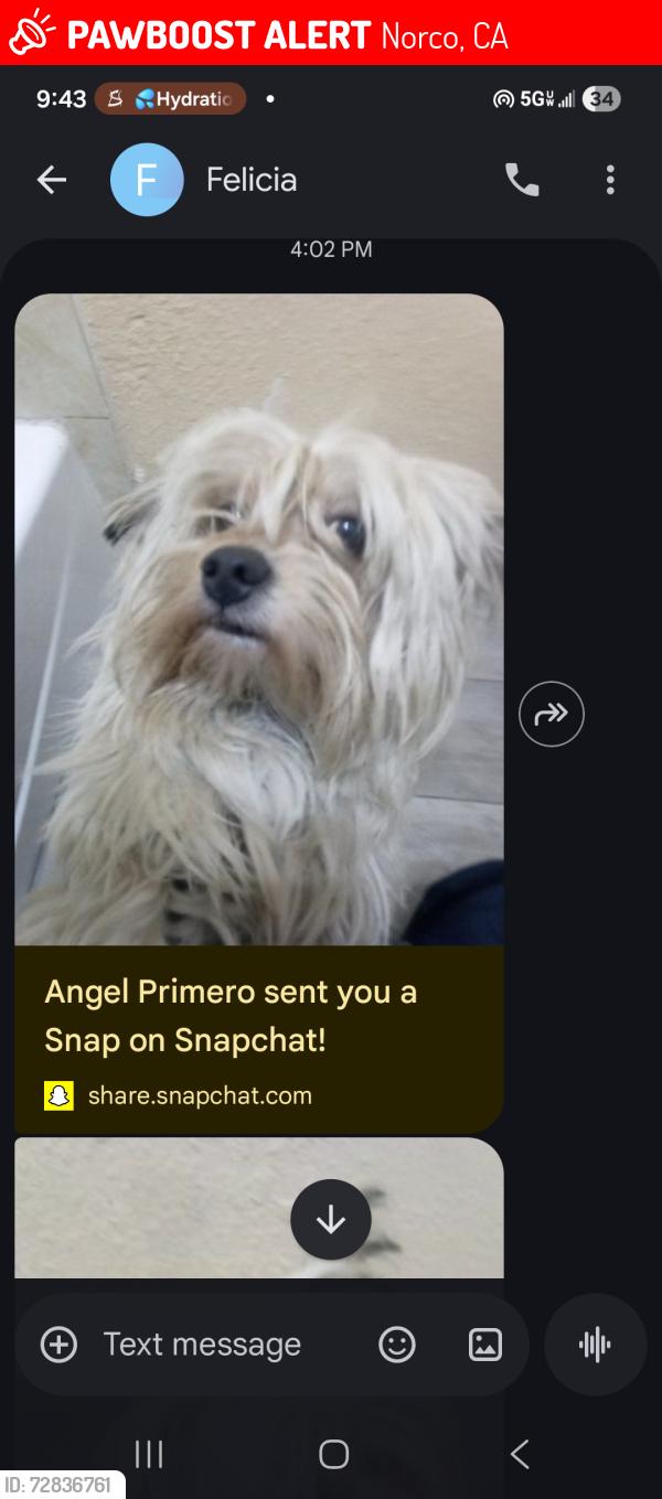 Lost Male Dog last seen Near th st Norco ca, Norco, CA 92860