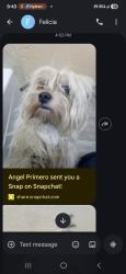 Lost Male Dog last seen Near th st Norco ca, Norco, CA 92860