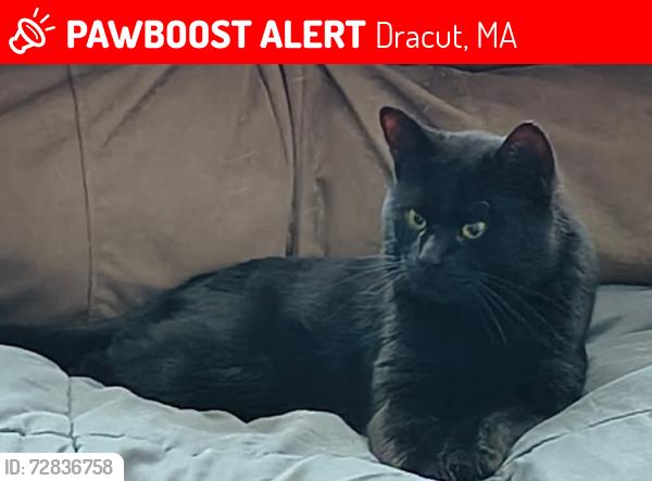 Lost Male Cat last seen Robbins Ave, Thissell Ave, Arlington St, Dracut, MA 01826