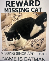 Lost Male Cat last seen MESA RD & Camino sierra, Riverside County, CA 92592