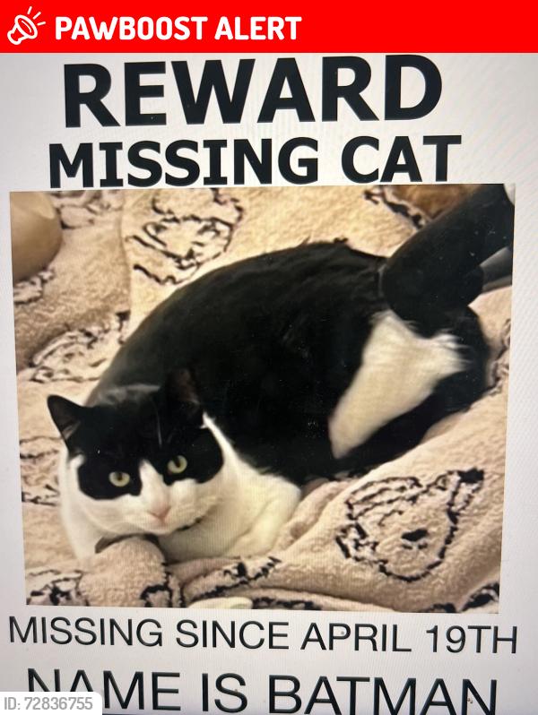 Lost Male Cat last seen MESA RD & Camino sierra, Riverside County, CA 92592