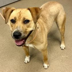 Shelter Stray Female Dog last seen Near Sautee Trail Conley Georgia 30288, 30288, GA, Atlanta, GA 30341
