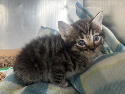 Shelter Stray Male Cat last seen Sacramento, CA 95828, Sacramento, CA 95828
