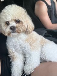 Found/Stray Male Dog last seen Crayton rd & Bowline dr, Naples, FL 34103