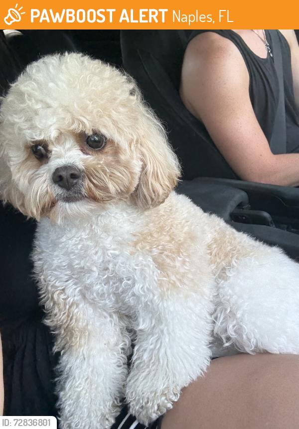 Found/Stray Male Dog last seen Crayton rd & Bowline dr, Naples, FL 34103